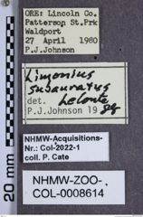 Etiketten zu Limonius subauratus (NHMW-ZOO-COL-0008614)